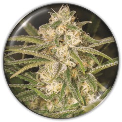 NO NAME AUTO · Medical Seeds · kaufen cannabis samen · AutoFem