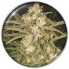 NO NAME AUTO · Medical Seeds · graines de cannabis · AutoFem