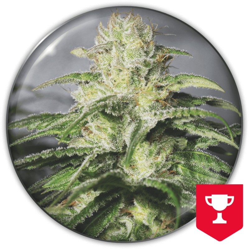 OG KUSH CBD · Medical Seeds · sementes de maconha · Fem