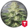 OG KUSH CBD · Medical Seeds · sementes de maconha · Fem