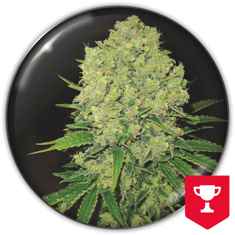 PROZACK · Medical Seeds · kenevir tohum · Disi · Fem