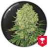 PROZACK · Medical Seeds · semi di canapa · Fem