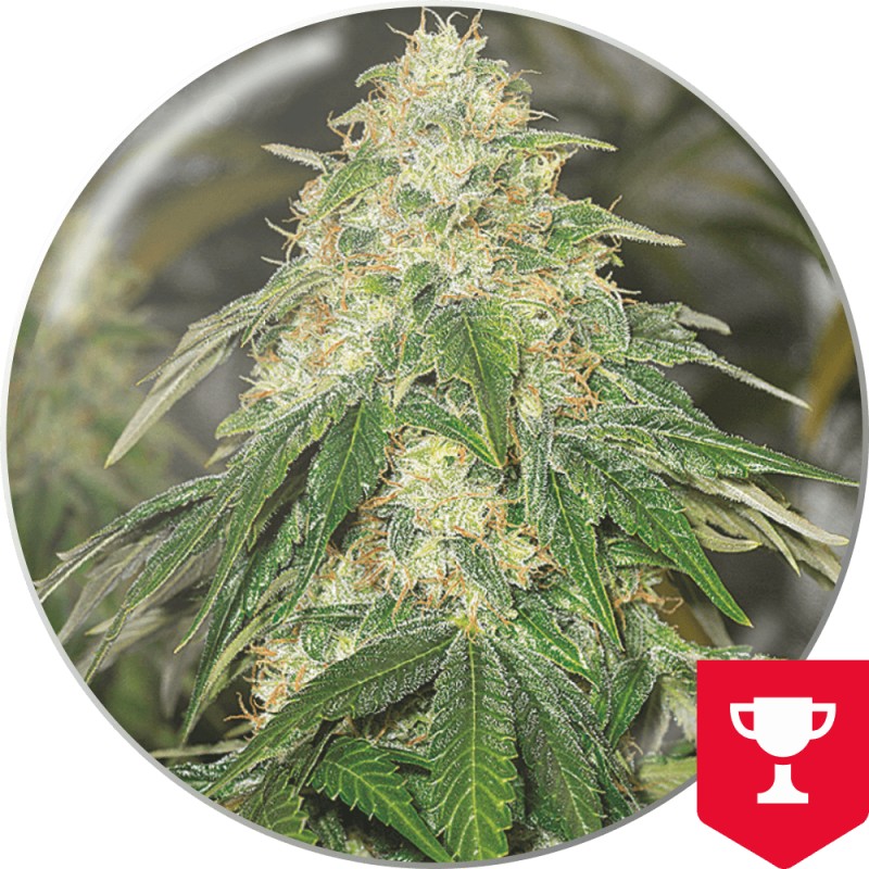SOME SWEET · Medical Seeds · kenevir tohum · Disi · Fem