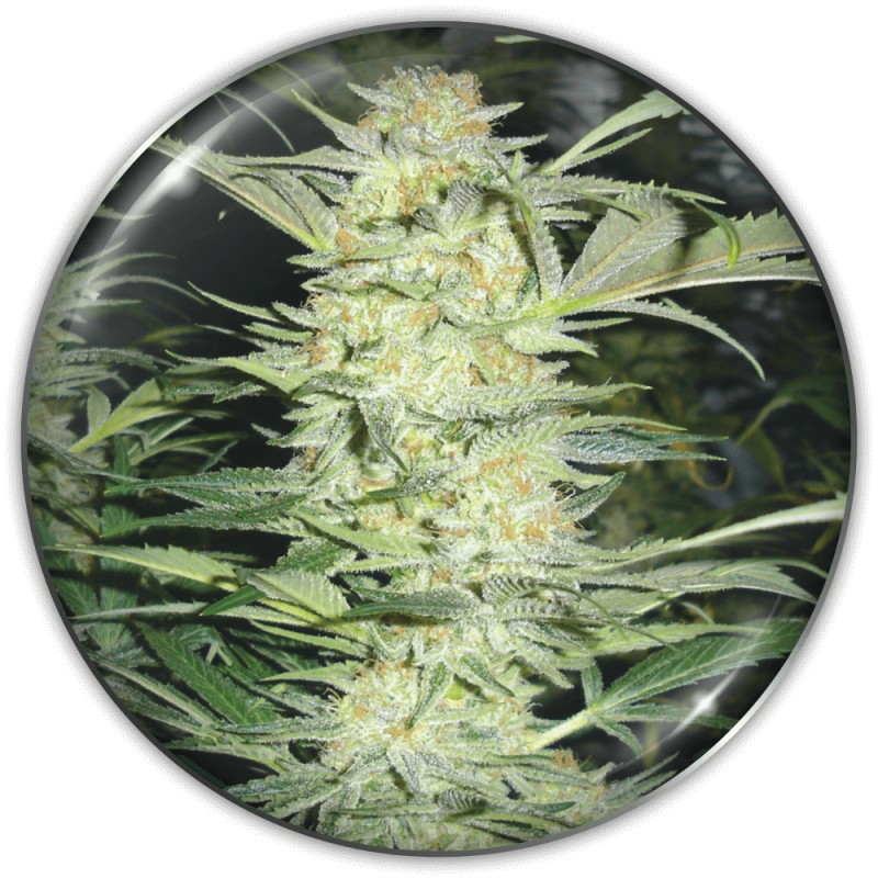 WHITE WIDOW · Medical Seeds · semillas de marihuana · Fem