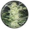 WHITE WIDOW · Medical Seeds · kaufen cannabis samen · Fem