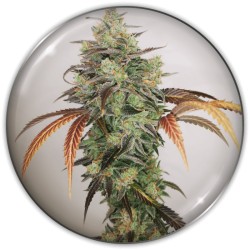 Y GRIEGA CBD · Medical...