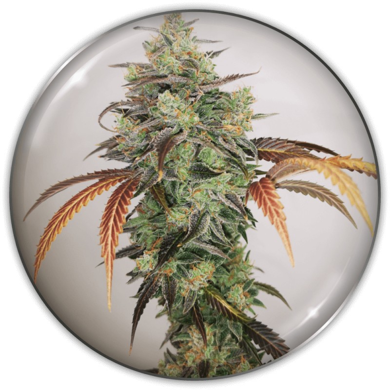 Y GRIEGA CBD · Medical Seeds · sementes de maconha · Fem