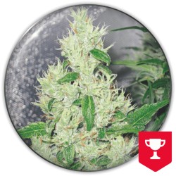 Y GRIEGA · Medical Seeds ·...