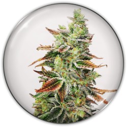 BANANA PURP · Medical Seeds...