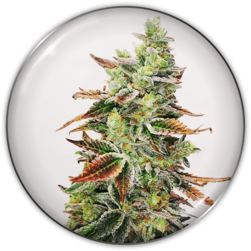 Cannabis samen | 1024 Medical Seeds