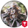COOKIES PURPLE PUNCH · Medical Seeds · kenevir tohum · Disi · Fem
