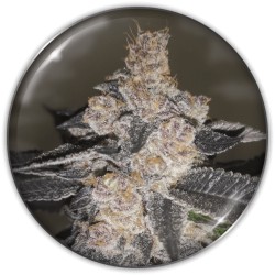 GELATO 242 · Medical Seeds · graines de cannabis · Fem