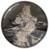 GELATO 242 · Medical Seeds · sementes de maconha · Fem