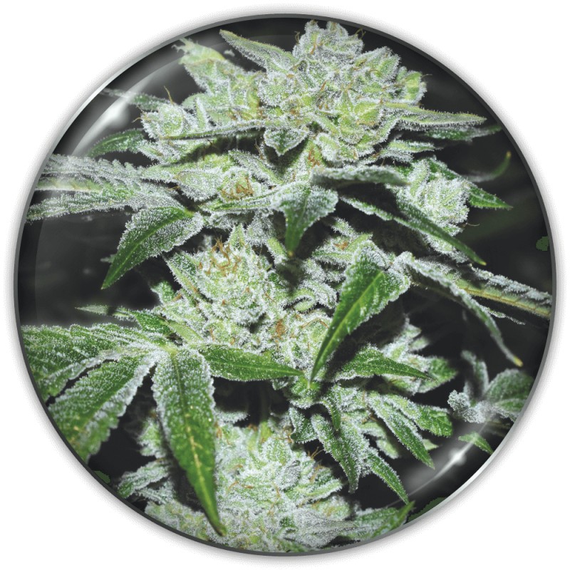 SOUR GLUE · Medical Seeds · semi di canapa indiana · Fem