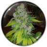ZKITTLEZ · Medical Seeds · sementes de maconha · Fem