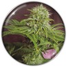 ELIXIR VITAE CBD · Medical Seeds · kenevir tohum · Disi · Fem