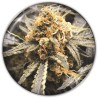 RECOVERY CBD · Medical Seeds · sementes de maconha · Fem