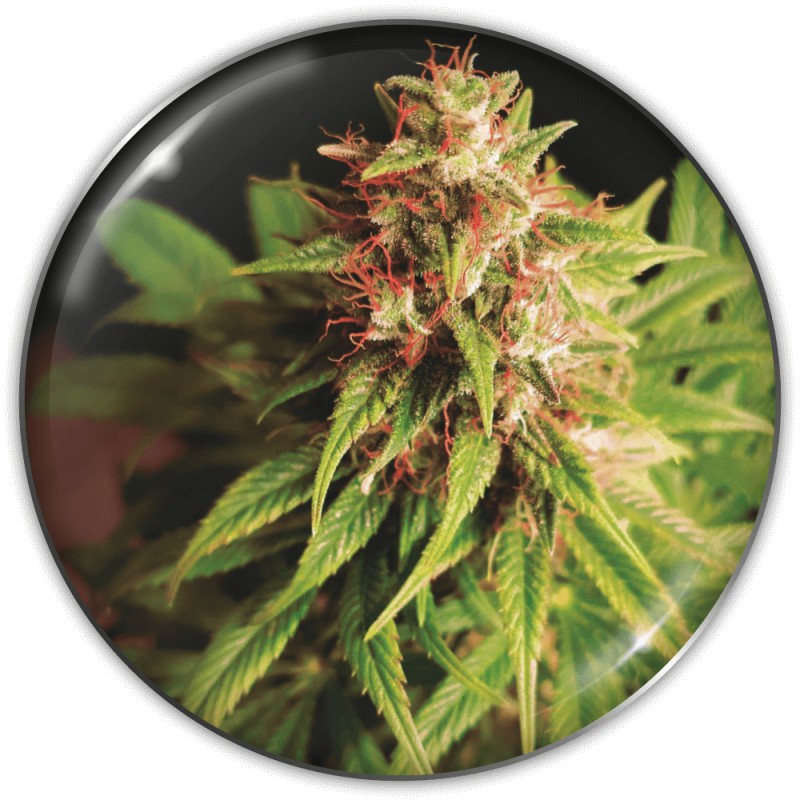 RED CROSS CBD · Medical Seeds · semi di canapa indiana · Fem
