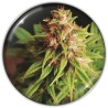 RED CROSS CBD · Medical Seeds · kaufen cannabis samen · Fem