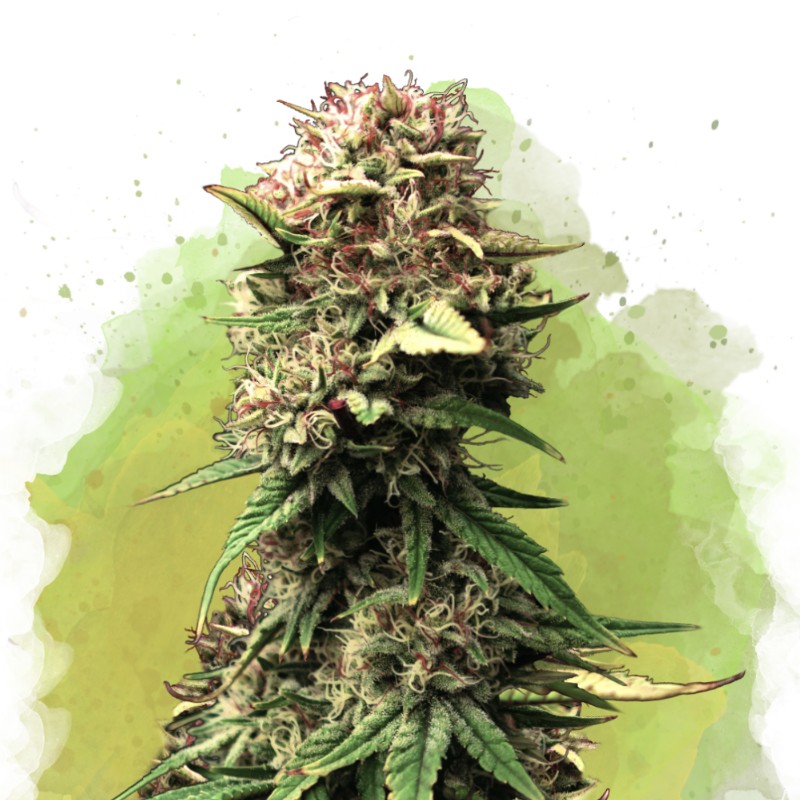 Auto Jock Horror: Eufórica & Energética Sativa Autoflorescente | Nirvana Seeds