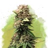 Auto Jock Horror: Eufórica & Energética Sativa Autoflorescente | Nirvana Seeds