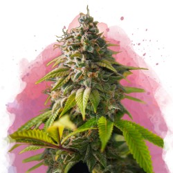 AMNESIA HAZE · Nirvana...
