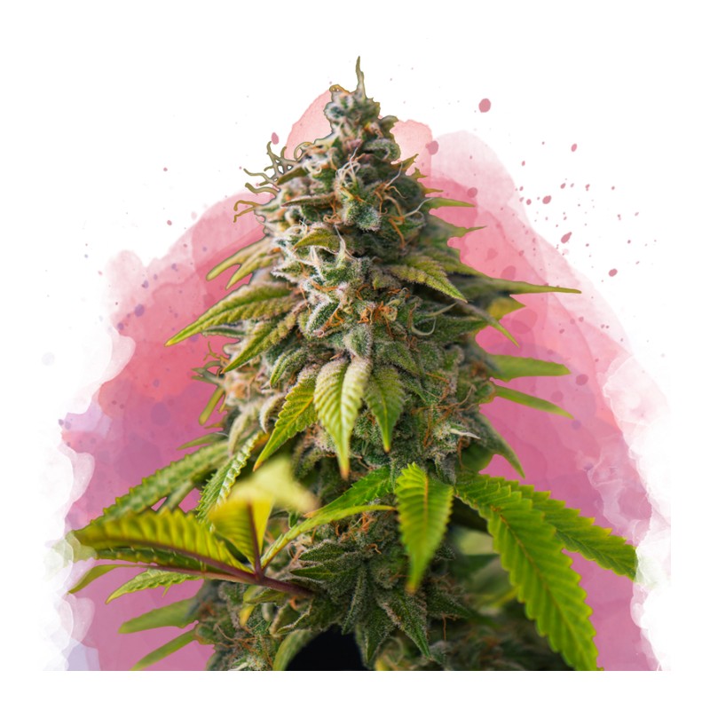AMNESIA HAZE · Nirvana Seeds · sementes de maconha · Fem