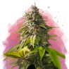 AMNESIA HAZE · Nirvana Seeds · sementes de maconha · Fem