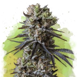 AUTO LITHIUM OG KUSH ·...