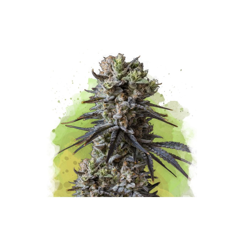 AUTO LITHIUM OG KUSH · Nirvana Seeds · graines de cannabis · AutoFem