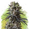 AUTO LITHIUM OG KUSH · Nirvana Seeds · kenevir tohum · AutoFem