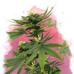 SOUR DIESEL · Nirvana Seeds...