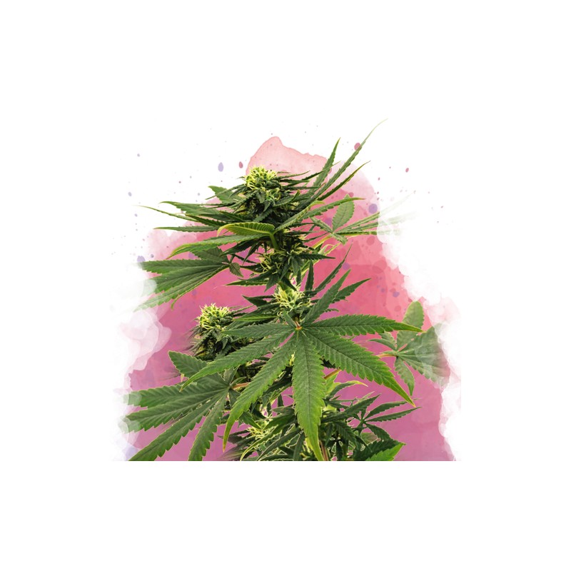 SOUR DIESEL · Nirvana Seeds · sementes de maconha · Fem