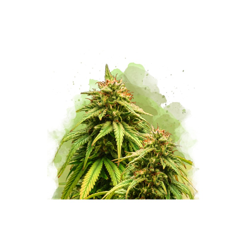AUTO AMNESIA HAZE · Nirvana Seeds · graines de cannabis · AutoFem
