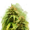AUTO AMNESIA HAZE · Nirvana Seeds · semillas de marihuana · AutoFem