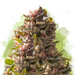 AUTO AURORA INDICA ·...