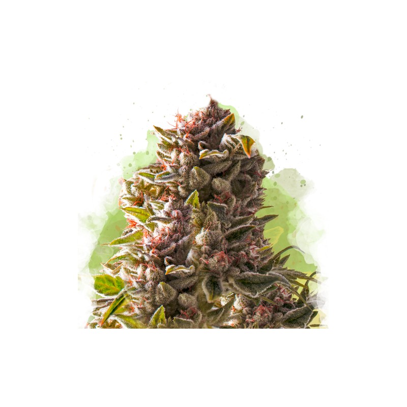 AUTO AURORA INDICA · Nirvana Seeds · semi di canapa · AutoFem