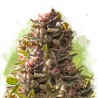 AUTO AURORA INDICA · Nirvana Seeds · semi di canapa · AutoFem