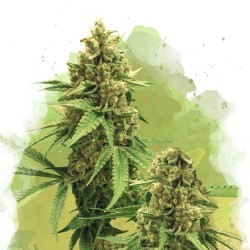 AUTO BIG BUD · Nirvana...