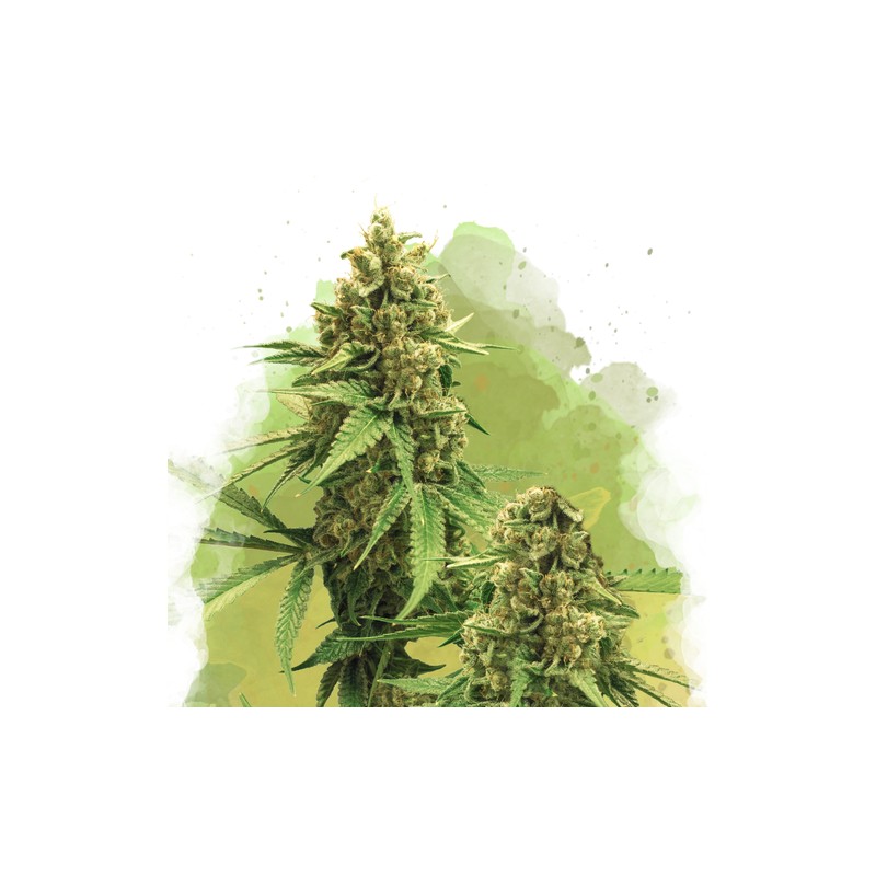 AUTO BIG BUD · Nirvana Seeds · kenevir tohum · AutoFem