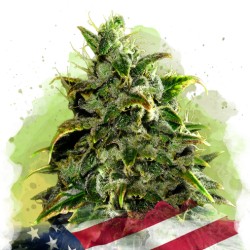 AUTO BLUE DREAM · Nirvana...
