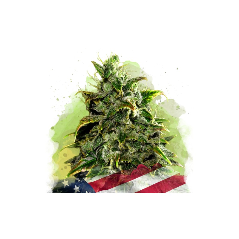 AUTO BLUE DREAM · Nirvana Seeds · semillas de marihuana · AutoFem