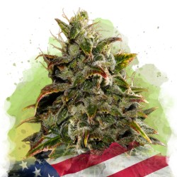 AUTO GELATO · Nirvana Seeds...