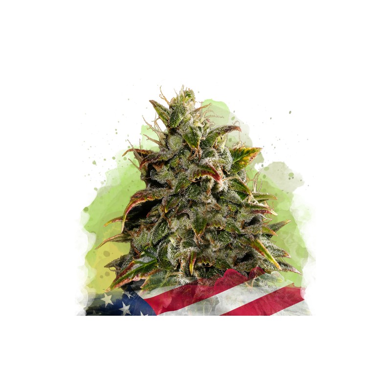 AUTO GELATO · Nirvana Seeds · semillas de marihuana · AutoFem