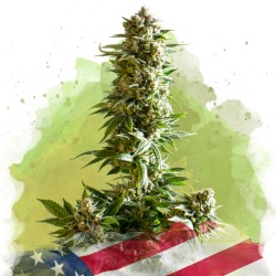 AUTO GIRL SCOUT COOKIES ·...