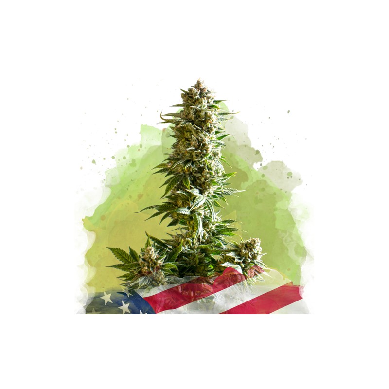 AUTO GIRL SCOUT COOKIES · Nirvana Seeds · semi di canapa · AutoFem