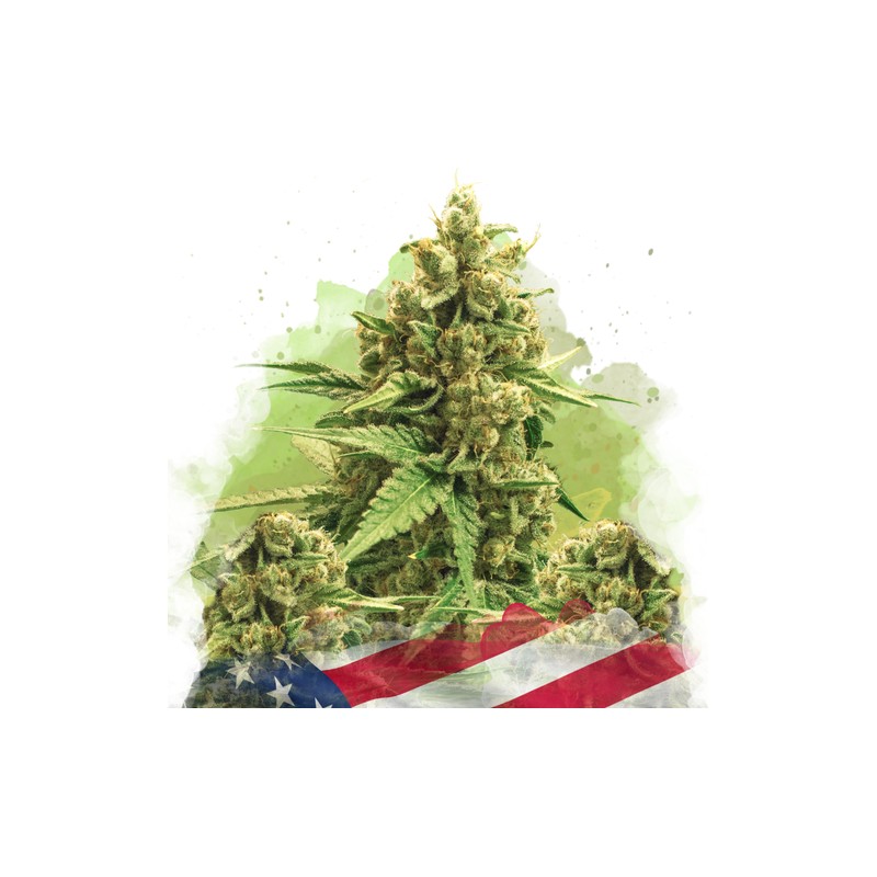 AUTO ORIGINAL GLUE · Nirvana Seeds · semi di canapa · AutoFem