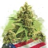 AUTO ORIGINAL GLUE · Nirvana Seeds · semi di canapa · AutoFem
