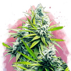 B-52· Nirvana Seeds · semi...