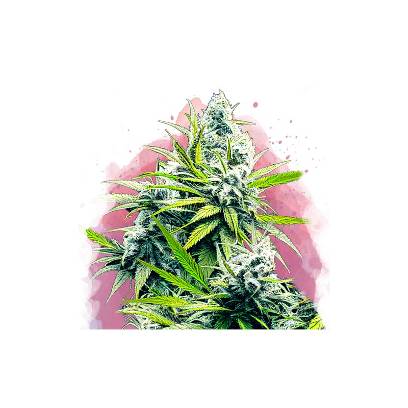 B-52· Nirvana Seeds · semi di canapa · Fem
